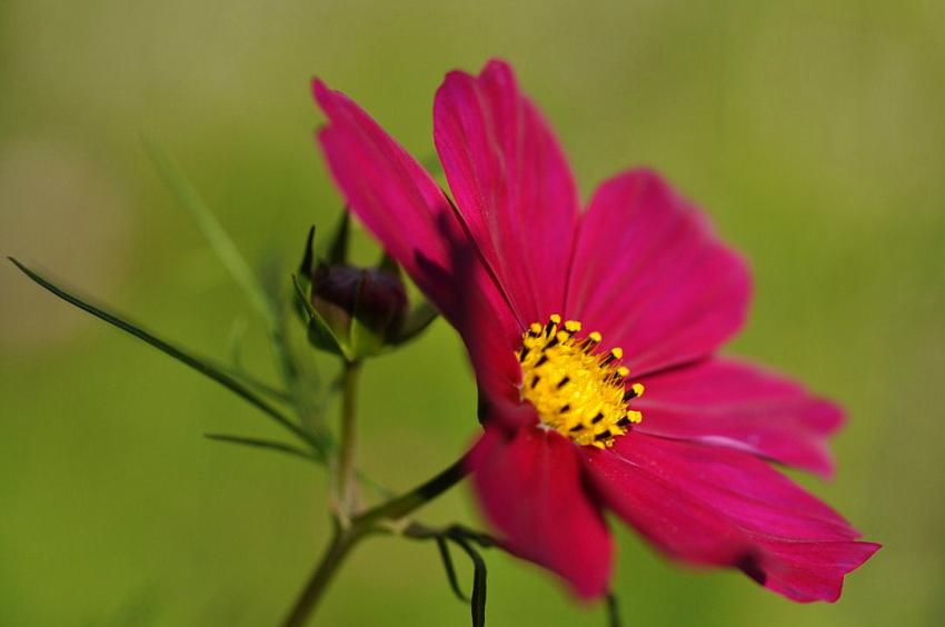 fleur d'été en Ardèche