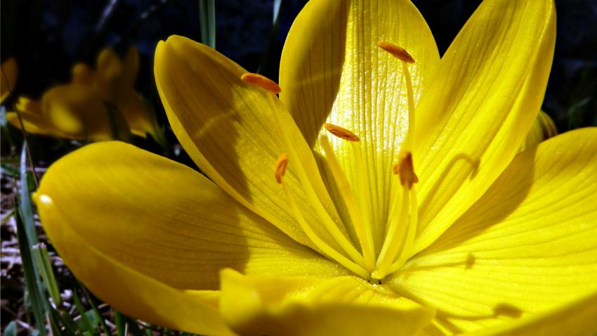 colchique dans les prés...