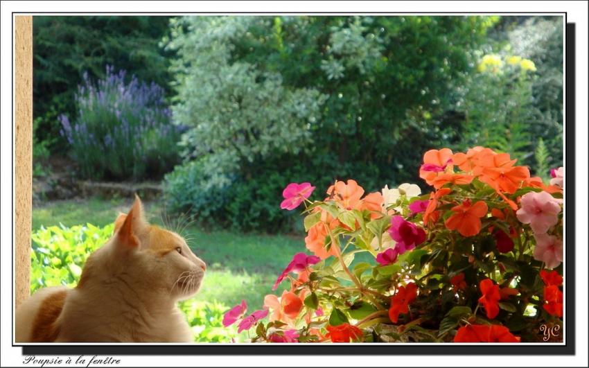 Poupsie à la fenêtre