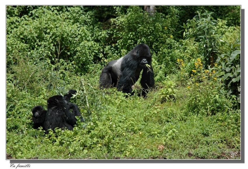 Je voulais vous dire - Gorilles de montagne
