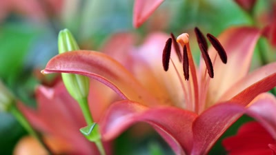 Œuvre de tetedelinotte: La fleur de Lys