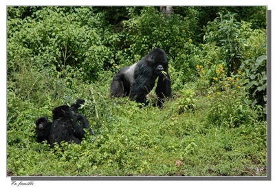 Œuvre de Chasseur de Temps: Je voulais vous dire - Gorilles de montagne