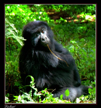 Œuvre de Chasseur de Temps: Dis-leur!