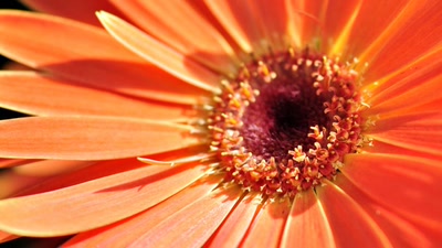 Œuvre de tetedelinotte: coeur de souci