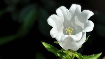 Résultat de recherche: printemps 2010