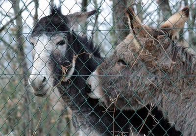 tendre complicité...grillagée