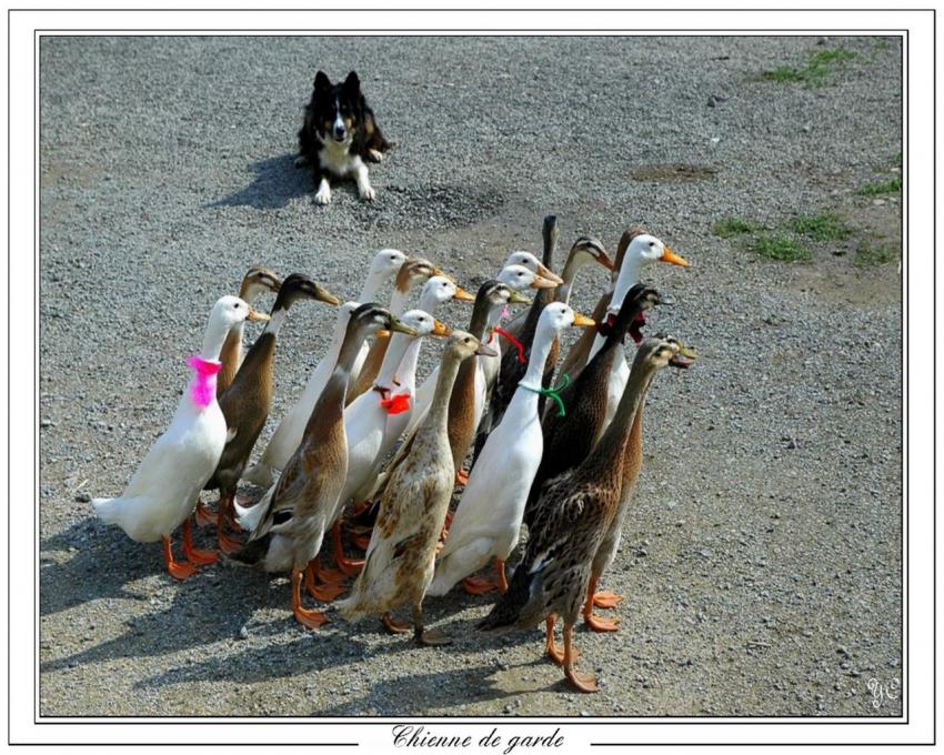 Au doigt et à l'oeil