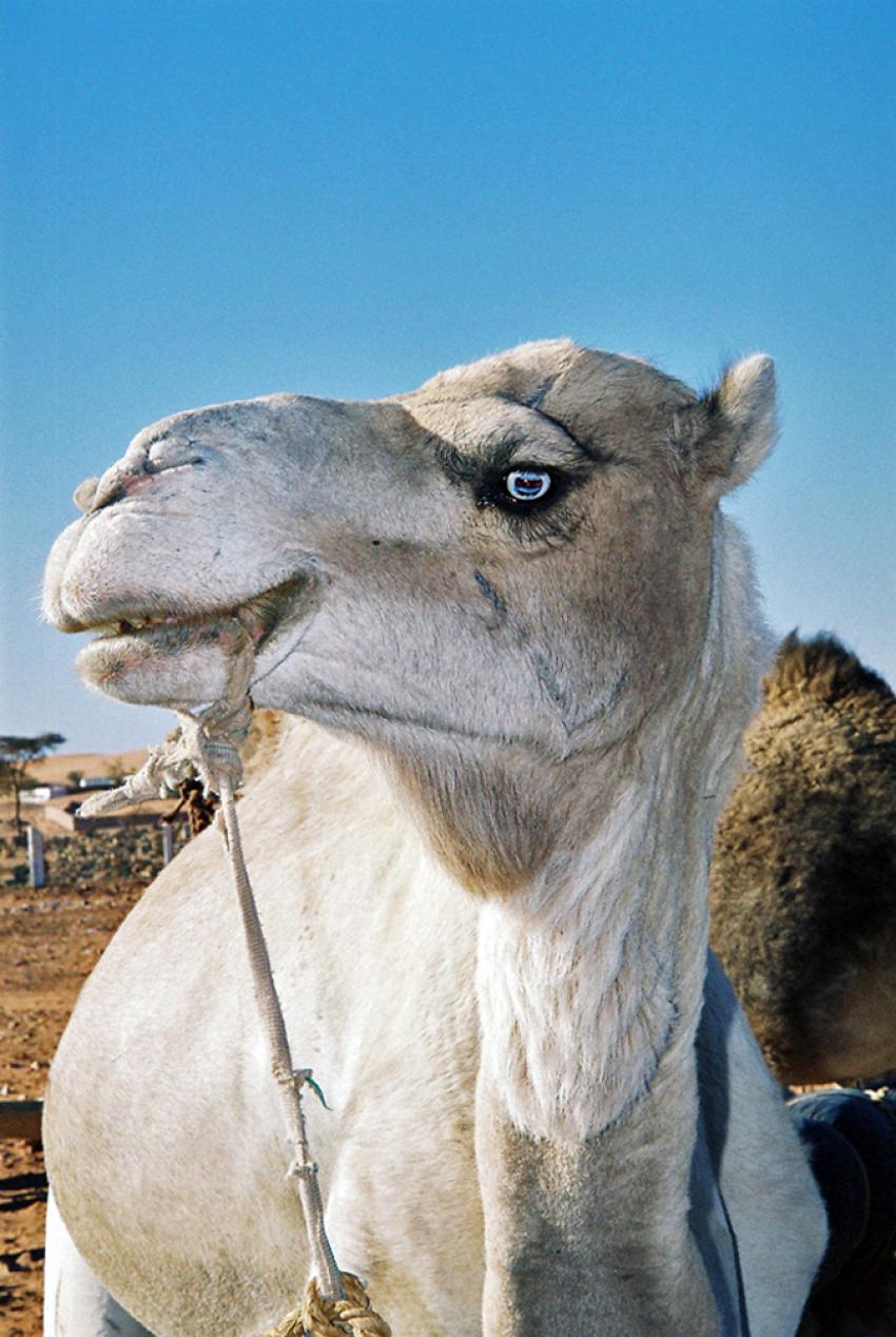 Sur les traces de Théodore Monod (Mauritanie)