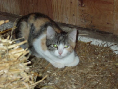 Œuvre de kiki-fait: cacahuete