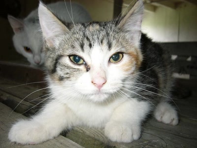 Œuvre de kiki-fait: cacahuete