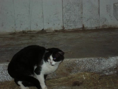 Résultat de recherche: chat