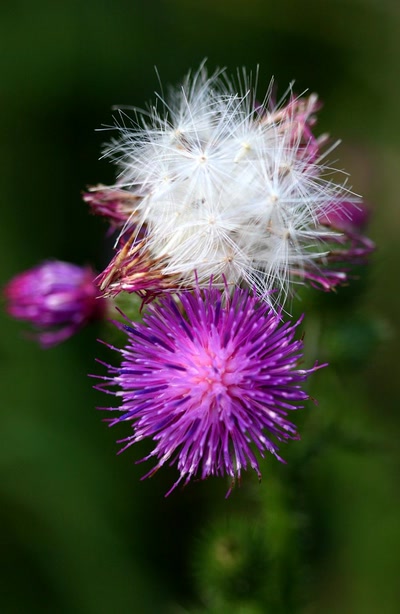 Œuvre de rami68: Trèfle des prés