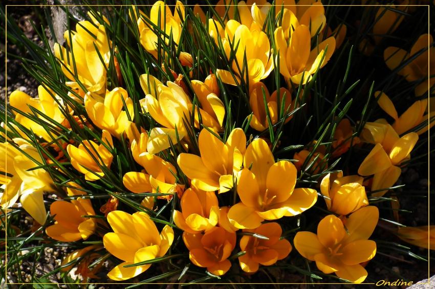 Crocus ensoleillés