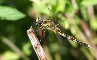 Croquer à pleines dents...