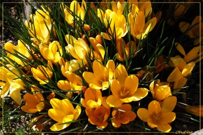 Œuvre de Ondine: Crocus ensoleillés