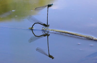 Oh, mon miroir... Mon beau miroir !