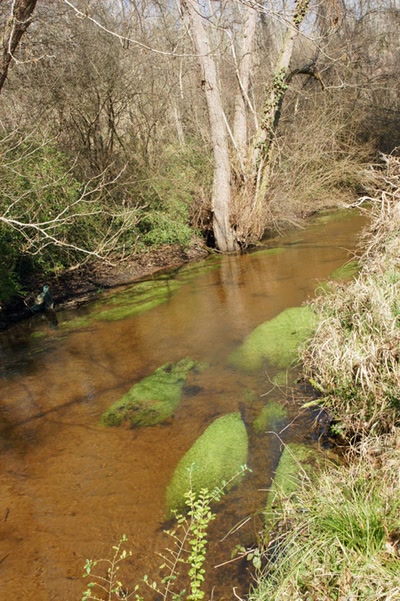 Sur les pas de François Mauriac