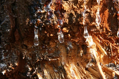 Sur les pas de François Mauriac