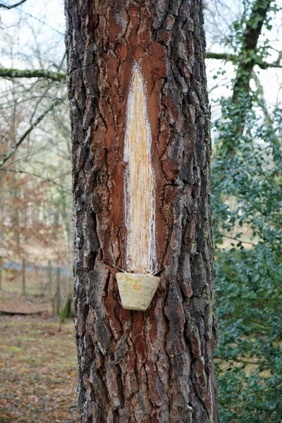 Sur les pas de François Mauriac