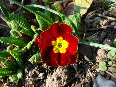 Primevere .....de jardin 