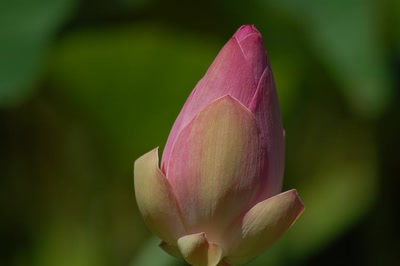 Œuvre de toe: En bouton