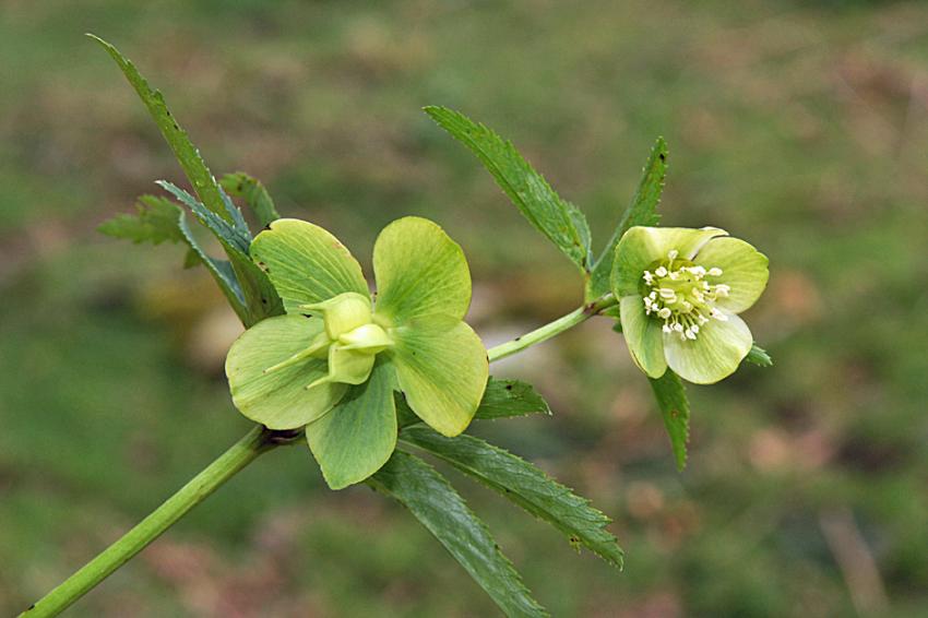 La Rhune le jour du Printemps