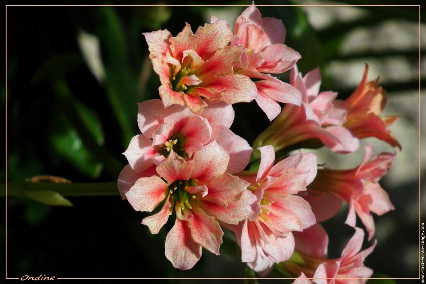 Le kalanchoé est en fleurs !