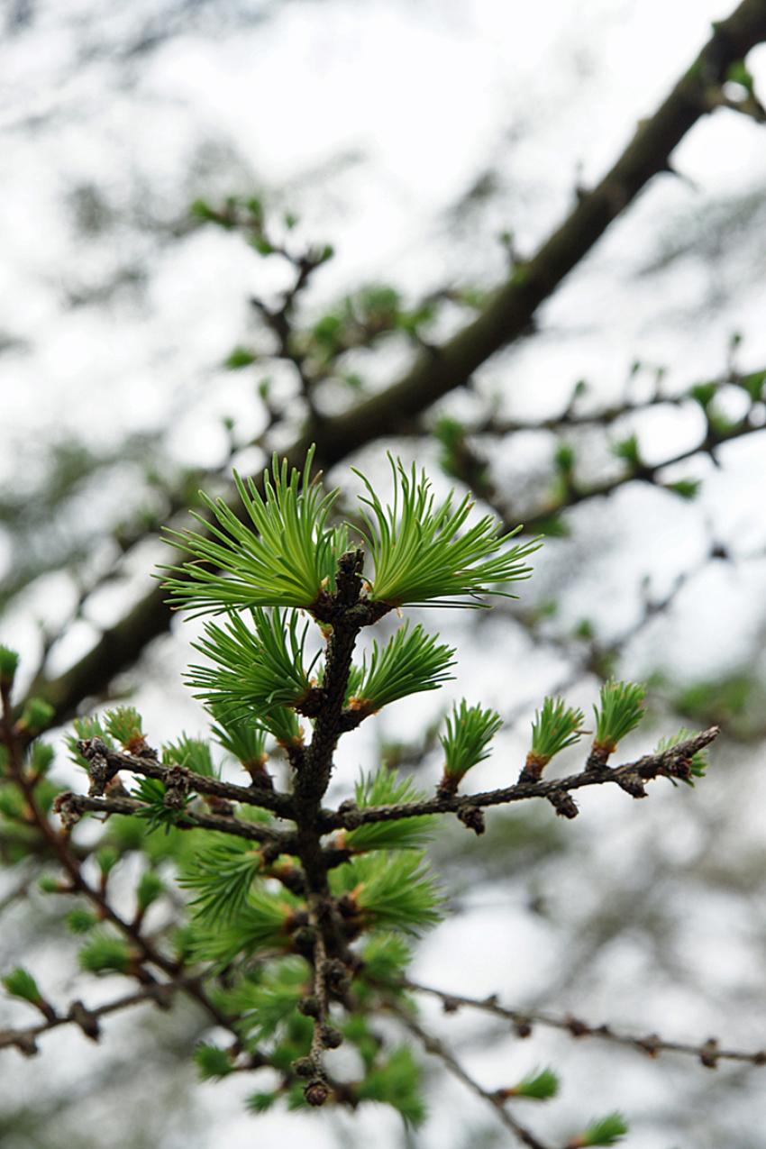 La Rhune le jour du Printemps