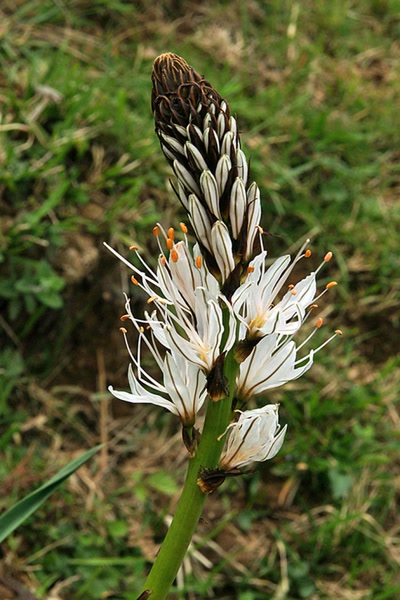 Résultat de recherche: La Rhune le jour du Printemps