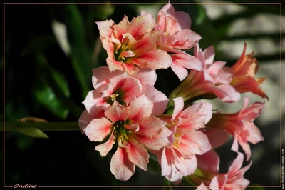 Œuvre de Ondine: Le kalanchoé est en fleurs !