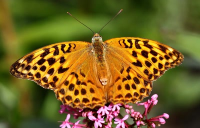 Résultat de recherche: De Touraine