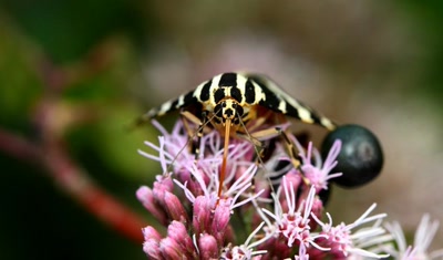 Résultat de recherche: Arctia quadripunctaria