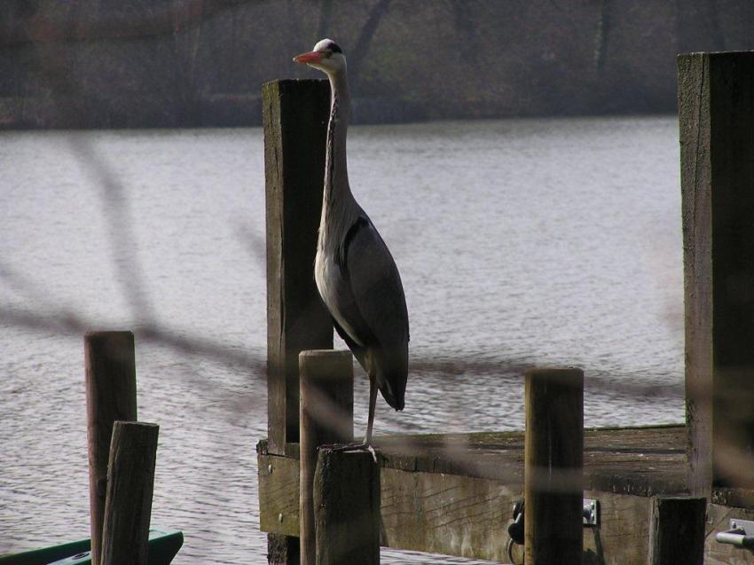 Arrivé du printemps