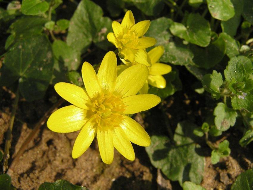 Arrivé du printemps