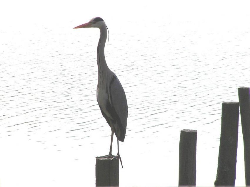 Arrivé du printemps