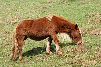 Résultat de recherche: Randonnée vers la Rhune ( 6 )