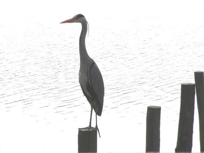 Œuvre de LOFILI: Arrivé du printemps