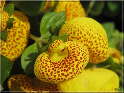 Œuvre de Zvrki: Fleurs 23311