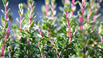 Œuvre de tetedelinotte: Jeune pousse de thym