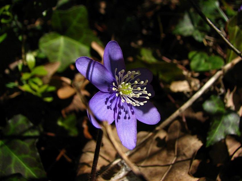 L'hépatique nobilis