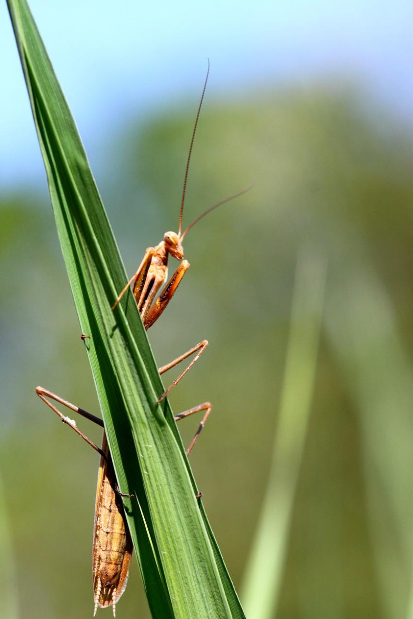 Mante religieuse (3)