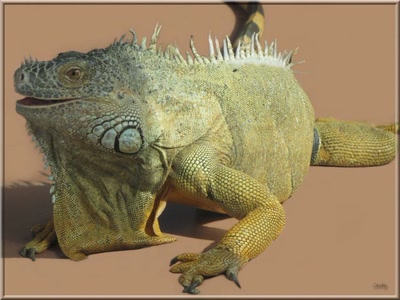 Résultat de recherche: Iguane 26311 2