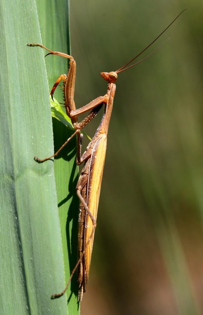 Mante religieuse (1)