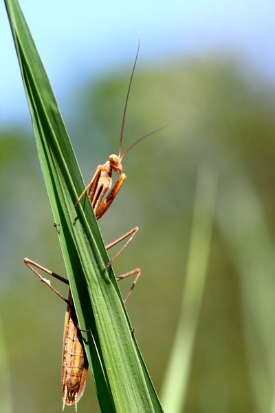 Mante religieuse (3)