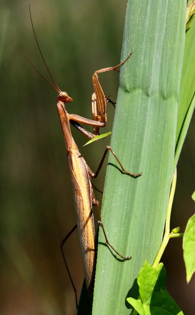 Mante religieuse (2)