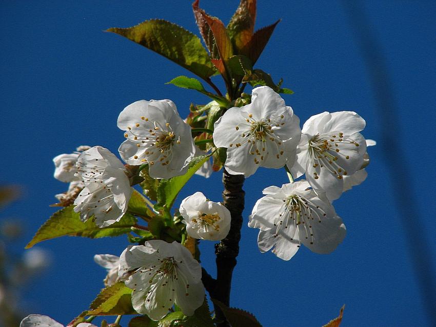 Fleurs de merisier 