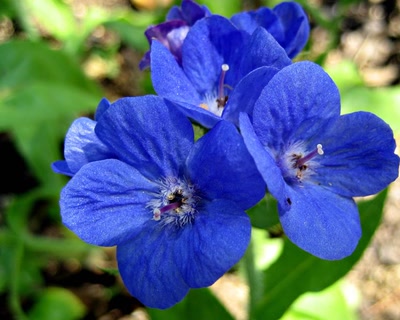 Œuvre de tetedelinotte: si bleu