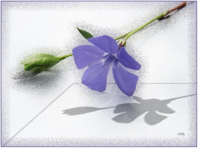 Œuvre de Zvrki: Pervenche 30311 4