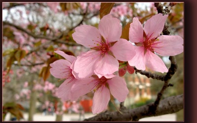 Œuvre de biotrans: Printemps