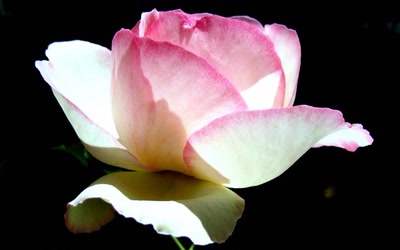 Œuvre de tetedelinotte: La rose